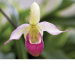 The Lady Slipper