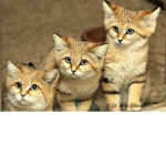 MiauFaceMiau24's Friends