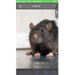 Rat squad :/