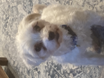 Eddie Dog
