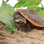 ~*Save the turtlez*~
