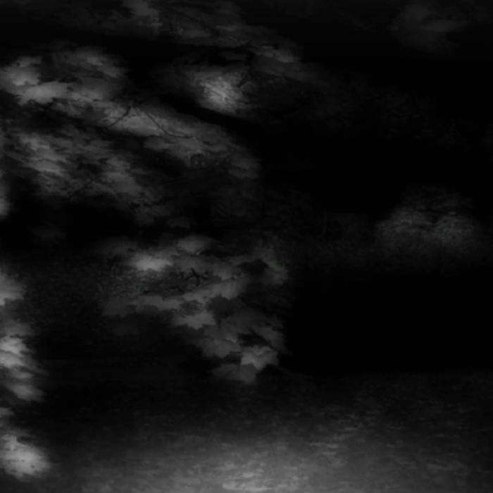 Spooky Halloween Forest in Black & White