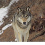 The Wolfs Pack11