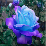 TheFlowers