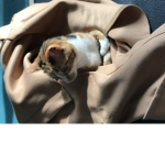 Princessizzycat