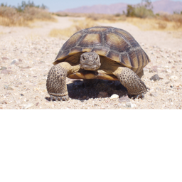 Turtle World