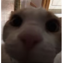 sp