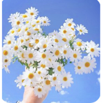 - Honeybees -