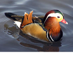 The Exotic Ducks