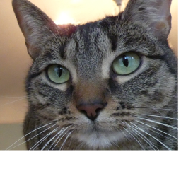 Cat quiz!