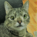 chatemo