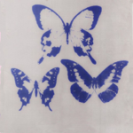 buttеrfly