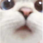 ᴍᴏᴏɴ ʟɪɢʜᴛ