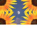 Sunflower. Squad! <3
