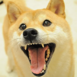 Doge”s. only