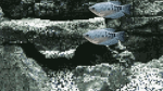 7fish fanclub