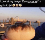 dampbongo
