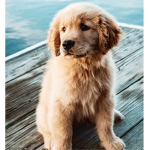 Lake Dogs