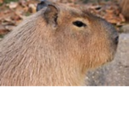 hang with capybara