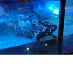 Fish Bonk