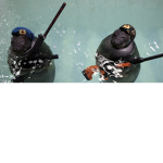 The seals united!!