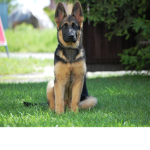 Noah rules 809070