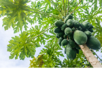 The Papaya tree