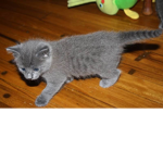 the kitten and cat ######