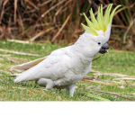 Parrot groups