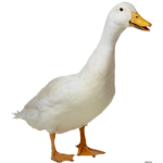 DUCKS united for life
