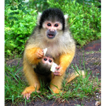 Monkey raiders