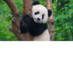 Cupcake pandas