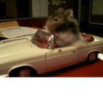 Hamster's uniteed
