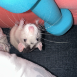 Ratte Gruppe (=ﾟωﾟ)ﾉ