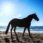 Free rein world