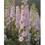 flowerrz