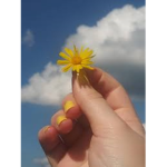 Sunflower Surge UGC