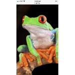 pog frogs of roblox