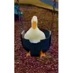 Taylor~gives~robux