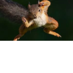 nyoncatfriends squirrle army