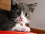 QuickCatGaming Fan Group