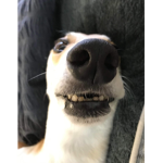 What the doooooooog doin