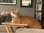 Tower heroes cat lovers
