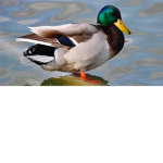 Duck ducky squad!