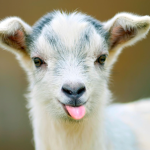 ThatGoatGang