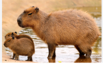 Capybara squad 1234