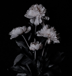 blossomed_