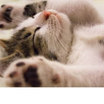 Robux and cats :p