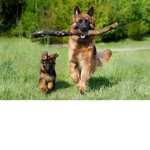 German Shepherd puppies fan group