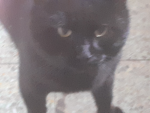 Binx the cat